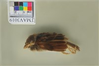 藏品(麻雀)的圖片